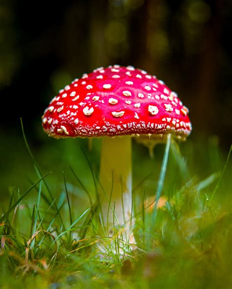 Image result for Mushroom Huge Dataset Classification Python