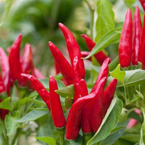 Buy Chilli Seeds online from Nurserylive at lowest price.
