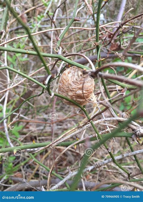 Praying Mantis Cocoon on Branch Early Spring Stock Image - Image of mantis, spring: 70966905
