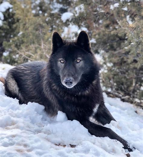 Wildlife Wednesday "The Wolf In America" with Bill Chamberlain from The ...