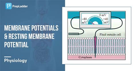 Image result for Cell Resting Membrane Potential