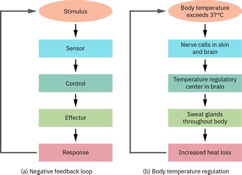 Image result for Negative Feedback Cycle Simple