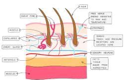 Controling the Body Temperature - Biology for Grade 10 PDF Download