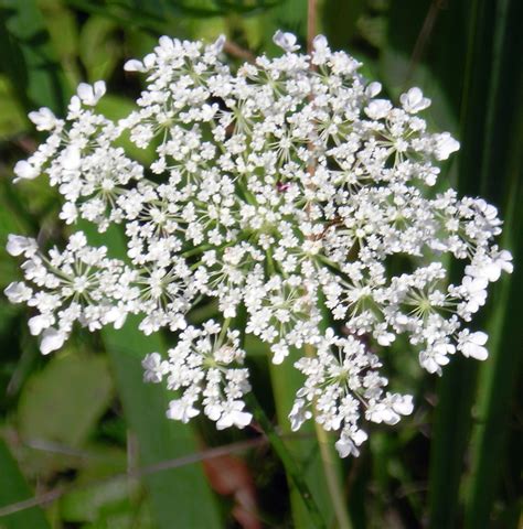 Varieties Of Queen Anne S Lace at Helen Mckenzie blog