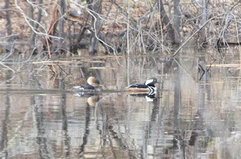 Things with Wings: Massachusetts Audubon Broadmoor Wildlife Sanctuary