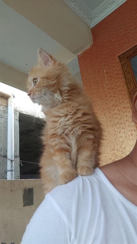 Name her please ginger female persian 4 months old : r/cats