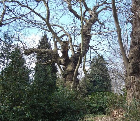 Image result for Two Spirit Tree