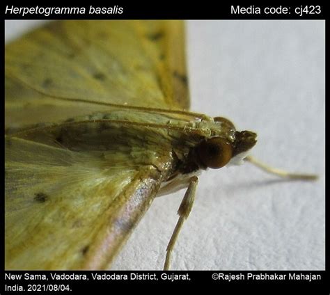 Herpetogramma basalis | Moths