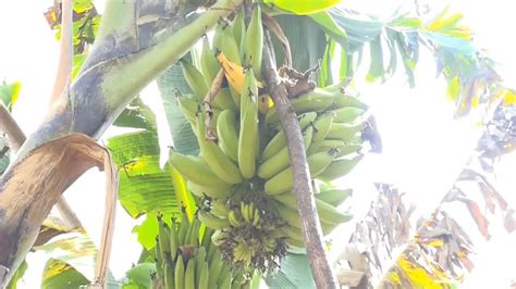 Tiruchirappalli: Nendran banana price crash leaves farmers concerned