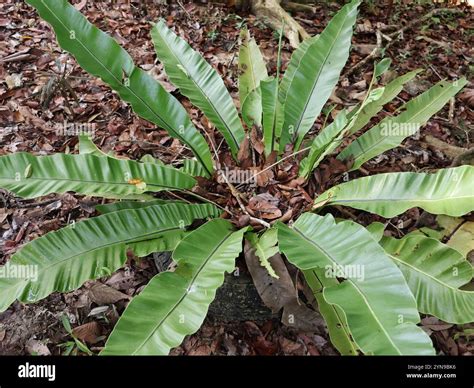 Beautiful asplenium nidus plant hi-res stock photography and images - Alamy