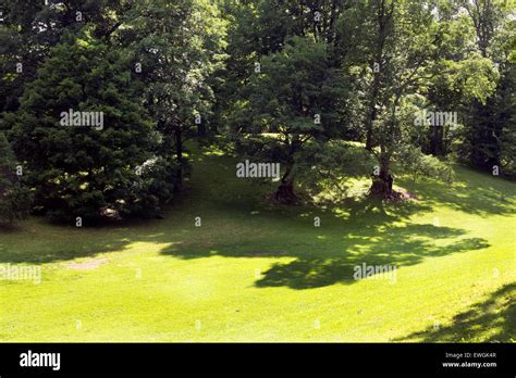 Trees and shadows Stock Photo - Alamy