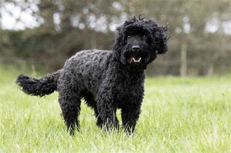 Image result for Standard Cockapoo
