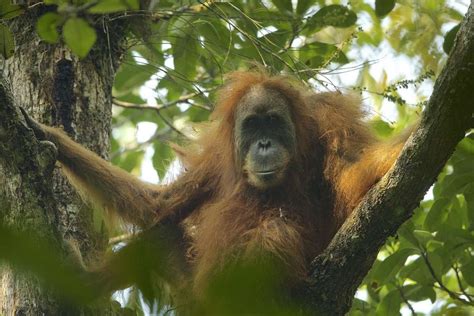 Are Orangutans Dangerous? - A-Z Animals