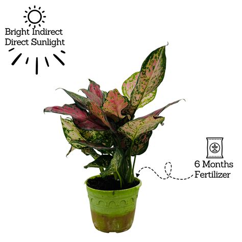 Aglaonema Pink Beauty (Aglaonema commutatum)- Live Plant (Home & Garde ...