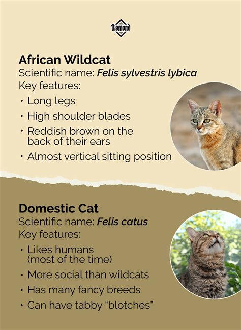 African Wild Cat Domestic