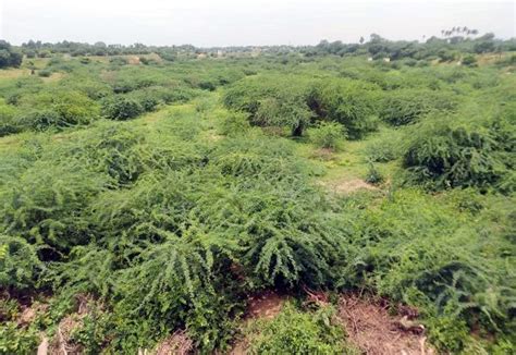 சீமைக்கருவேல மரங்களை அகற்றுவதில் அதிகாரிகள் அக்கறை காட்டுவதில்லை - உயர் ...