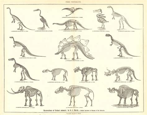 Extinct 的图像结果