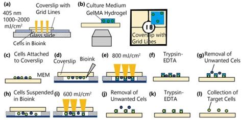 Single-Cell Screening through Cell Encapsulation in Photopolymerized ...