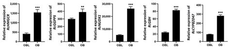 Identification and Characterization of Transcription Factors Involved ...
