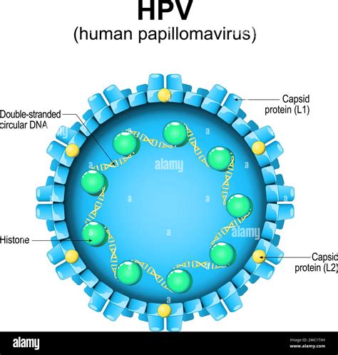 Human papillomavirus. HPV structure. Close-up of a virion. Magnified of virus particle. Vector ...
