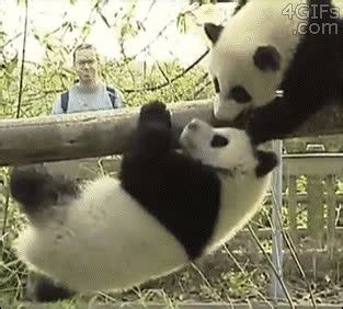 Image result for Pandas Library Python Application