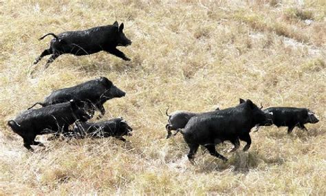 Image result for Exploding Hog Hunting