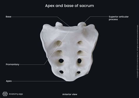 Sacrum Labeled Parts