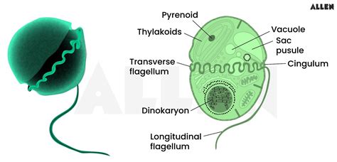 Dinoflagellates: Classification, Characteristics and Reproduction