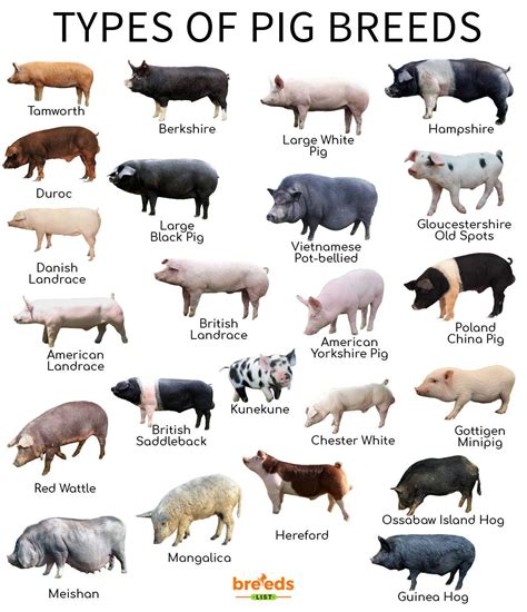 Pig Breeds - Facts, Types, and Pictures
