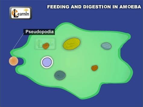 Feeding and Digestion in Amoeba Video Lecture - Science Class 7 (Old NCERT)