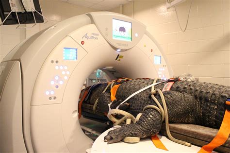 Florida vets perform CT scan on 376-pound alligator