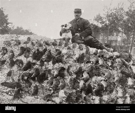Rats trenches world war one hi-res stock photography and images - Alamy