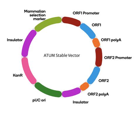 Image result for Mammalian Expression Vector