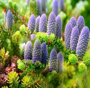 Redoak Abies koreana Flower Seed - 50 Pcs Seed Price in India - Buy ...