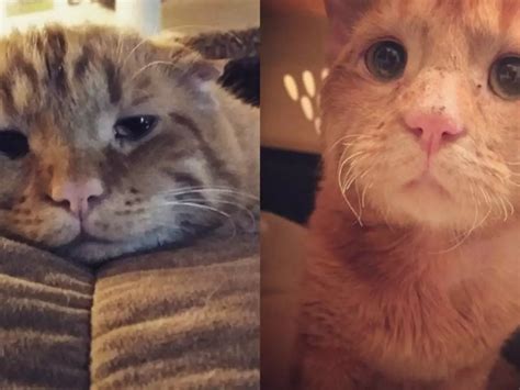 Hours Away From Being Euthanised, The Saddest Cat In The World Finds ...