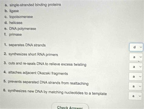 Solved: single-stranded binding proteins b. ligase c. topoisomerase d ...