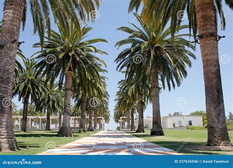 OC Great Park palms editorial photo. Image of great - 237626946