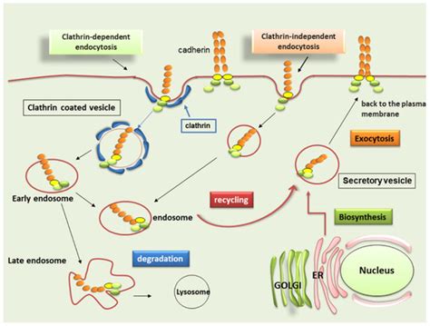 Cadherin Signaling in Cancer and Autoimmune Diseases