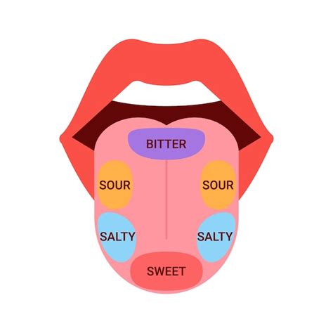 Map of tongue with parts sense taste taste buds sections on tongue ...