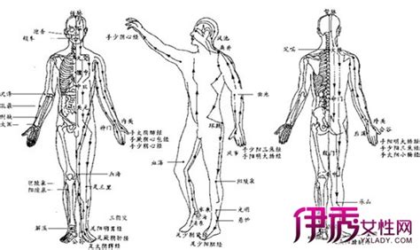 后背经络图反射区图 人体背部经络图 - 苗苗知道