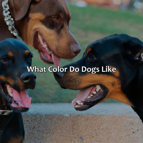 What Color Do Dogs Like - colorscombo.com