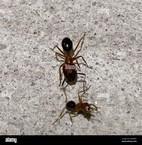 Florida Carpenter Ant (Camponotus floridanus Stock Photo - Alamy