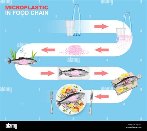 Microplastic in food chain vector infographic. Marine environment. Plastic waste impact on ...