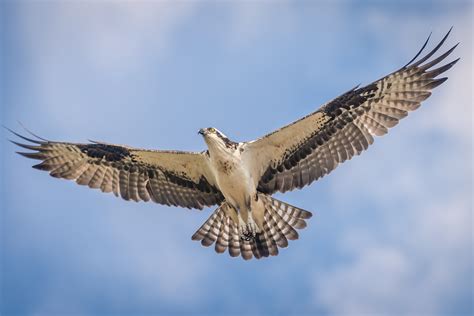 White-tailed eagle vs osprey: what's the difference between these two stunning birds of prey ...