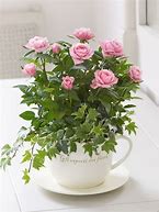 Image result for Tea Cup Roses
