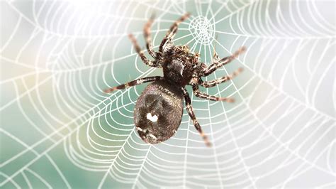 Bold Jumping Spider Male Vs Female: What are Differences?