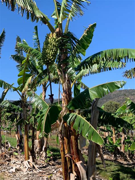 Banana - French Plantain QLD ONLY – Fruitopia Nursery