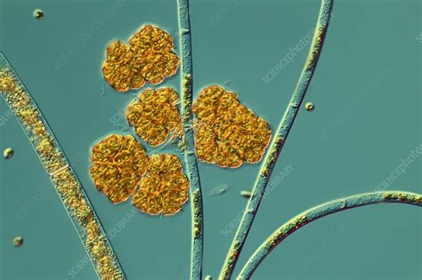 Image result for microalgae