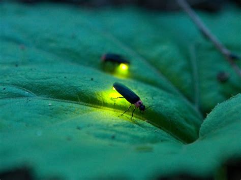 Where to spot fireflies near Mumbai this June