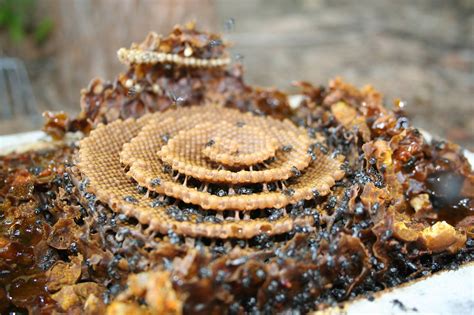 Beehive | Inhabitat - Green Design, Innovation, Architecture, Green ...